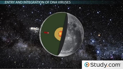 DNA Virus | Overview, Replication & Examples