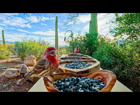 Serene Desert Bird Paradise 🌵 Doves, Finches, Towhees & Chipmunks | Relaxing Nature ASMR