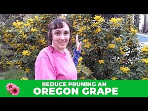 Reduce Pruning Oregon Grape - When woody shrubs get too BIG! Further Details in the Description!