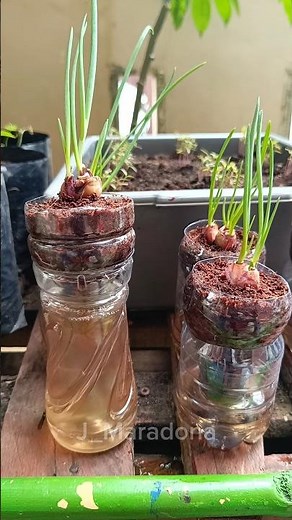 "Feed your Plants || Hydroponic Nutrient Solution" #hydroponics #hydroponicsystem