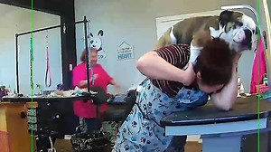 Horny Bulldog Humps Groomer As She Tries to Cut His Nails
