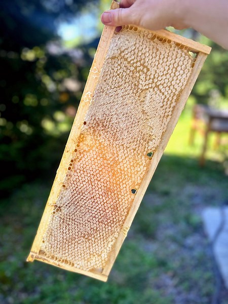 Raw Honeycomb Frame: Seasonal Artisan Honey, Comb Honey - Made in the Finger Lakes, NY - Etsy