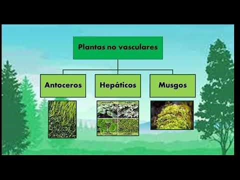 Plantas no vasculares (vídeo académico)