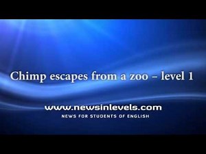 Chimp escapes from a zoo – level 1 - News in Levels