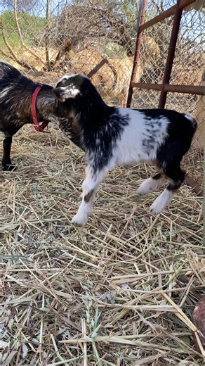 Jemima Welcomes Her Adorable Baby Goat!
