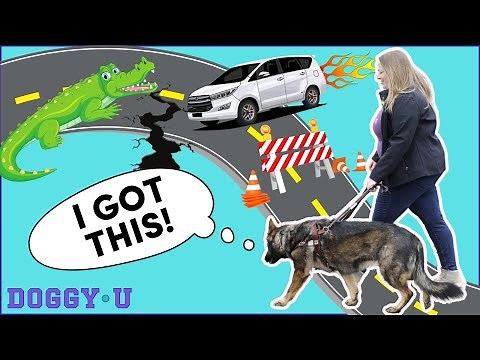 What is Intelligent Disobedience & How Do We Train It in Service Dogs?