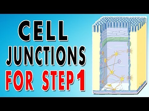 Tight, Gap, and Adherens