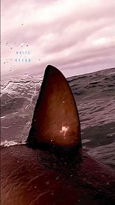 Great White Comes Up From Deep