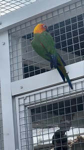 3.5K views · 202 reactions |  Some post-adoption play time out in the aviary with lots of new friends... | Palm Beach Parrot & Bird Rescue/Sanctuary Of South Florida | Facebook