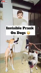 Invisible Prank On Dogs 😱 #policedogs #dog #doglover #shorts #shortsvideos #viralreelsfacebook #pets #petlovers #animals @top fans @highlight Facebook for Creators Pluto Street | Pluto Street