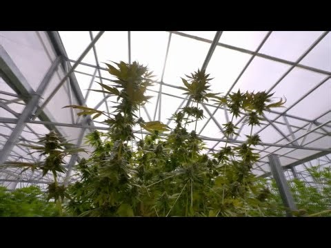 Marijuana leaf, vapes available to Georgia medical cannabis patients under new bill