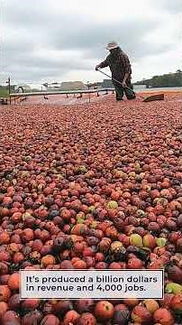 Wisconsin Life: Exploring Wisconsin's Cranberry Bogs #reels #farming #cranberries
