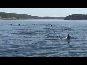 Orca Whale Watching live video footage San Juan Island