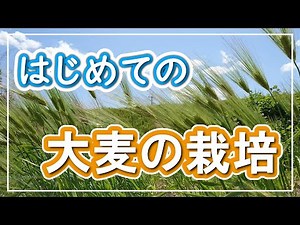 はじめての大麦栽培【種まき～収穫～脱穀まで】