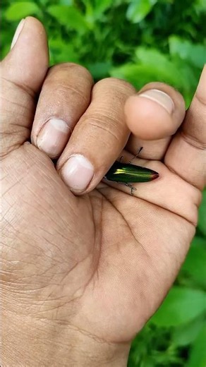 It is the Smaller shiny jewel beetle part 2#beautifulinsects #nature #anyuniqueanimals #insects