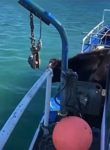 A cow is, biologically, a walking balloon. Her stomach pumps out 30 to 50 quarts of gas per hour from bacteria fermenting grass in her gut. Most of that gas stays trapped inside. Which is why every cow floats, and why calves can swim before they've ever seen deep water.A fit adult cow can cover about two miles in calm conditions without getting tired. In September 2019, three cows were swept off Cedar Island, North Carolina by an eight-foot storm surge from Hurricane Dorian. They turned up on Ca