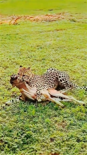 Maisha ya Kabila la Afrika. African Tribal Life #Shorts #bowhunting #hadzabetribe #huntingskills