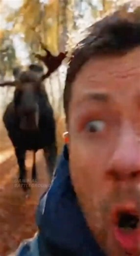 STOP! Don't Run from a Moose 🦌 (Especially with a Dog!)