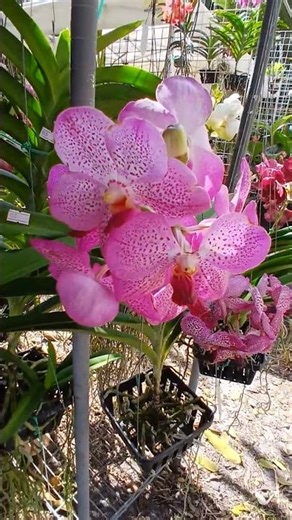 Orchid Bloom Moment 🌼 Mounts Botanical Garden #flowers #flower #orchid #usa