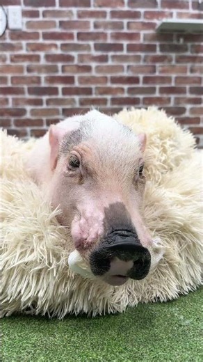 よだれが… Micro Pig Interaction Experience #pig
