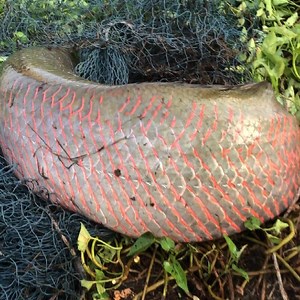 6.6K views · 93 reactions | Is this giant fish the most beautiful fish in the world? | Survival with Emma | Facebook