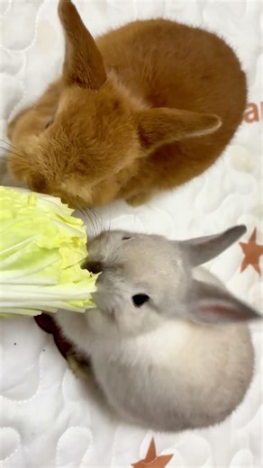 The 10 in 1 Bunny Crunch Symphony 🥬🎧#asmr #rabbit #bunny #mukbang #stressrelief #crunchy