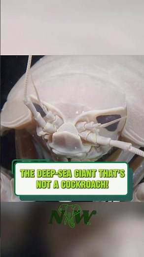 Giant Isopod: The Deep-Sea Giant That’s Not a Cockroach! 🌊🐚