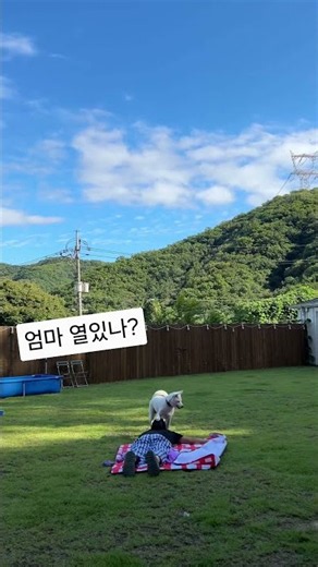 엄마가 갑자기 쓰러졌다! 삼일반응 🤣 #사지말고입양하세요 #반려견 #씩씩하게살겠다 #삼일