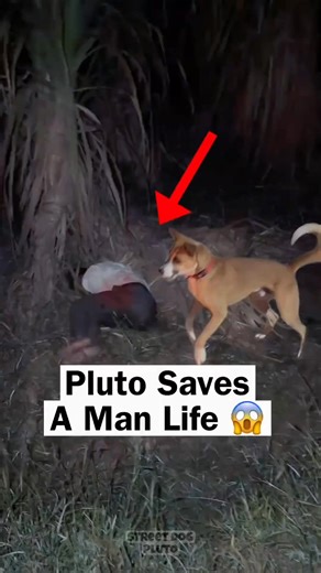 13K views · 836 reactions | Pluto Saves A Man Life 凉 | Street Dog Pluto | Facebook