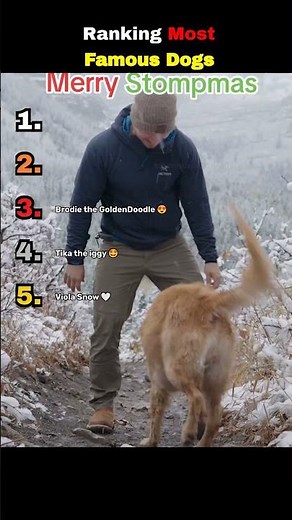 Ranking the Most Famous Dogs on the Internet! #dogs #ranking #shorts