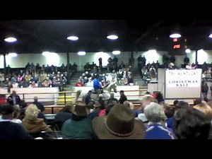 TN Walking Horse Sale Auction in KY TWH Show & Trail Horses