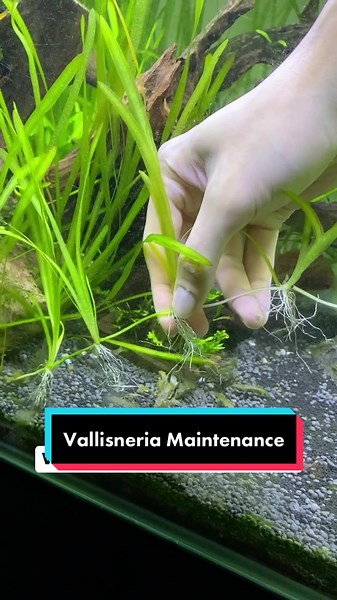 TMS Aquatics (@tms_aquatics)’s videos with Chill Vibes - Tollan Kim