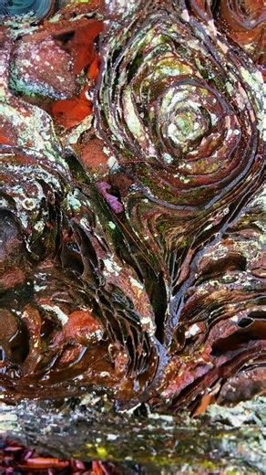 #trippy #nature #peaceful #ironia #xyzbca