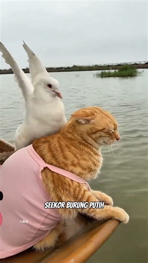 Kisah genk kucing berburu ikan di laut lepas di ganggu oleh sebuah burung #shorts