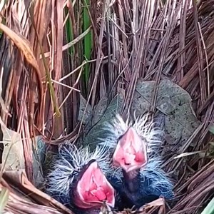 21K views · 1K reactions | The little bird was very hungry when he saw his mother coming | Review Bird Nest | Facebook