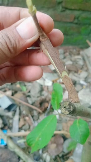 11K views · 23 reactions | Grafting guava trees in a simple and easy way #bonsai #guava #trees #diy #fblifestyle #garden | Bayu Bonsai | Facebook
