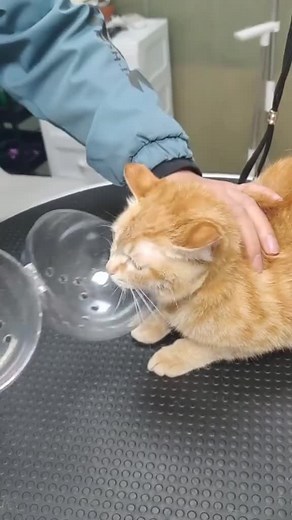 2M views · 23K reactions | Pet helmets#petcat #cats #goodting #fyp | Joy of Whiskers | Facebook