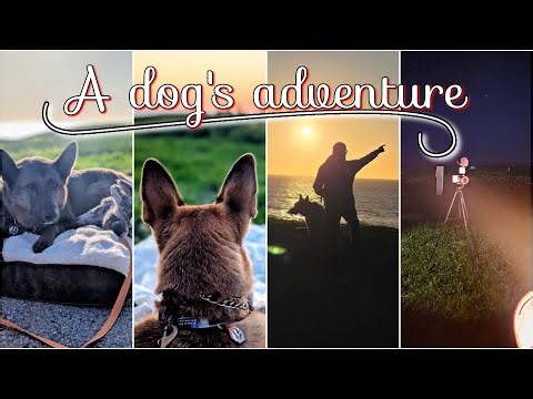 Half Moon Bay, CA| Things to do with dogs plus camping