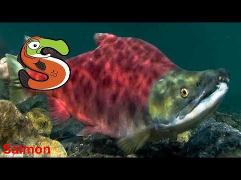 Animals start with S / Alphabet animals / S is for / abecedario en ingles / Alphabetimals / letter s