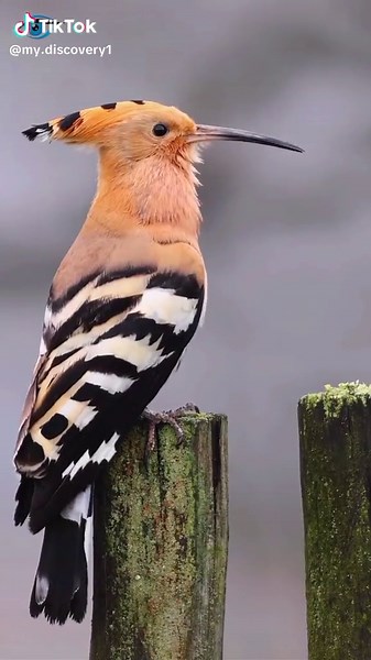Discover the Eurasian Hoopoe: A Stunning Bird