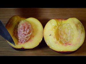 Fleshy fruits Drupes JSL 20