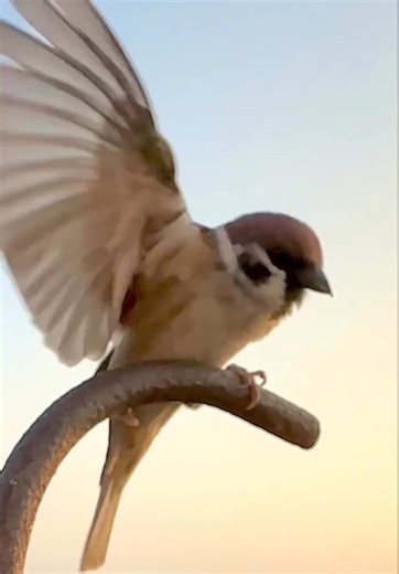 獨腳麻雀阿丹（ 2026/01/29 )