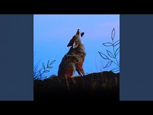 Coyotes Barking and Howling
