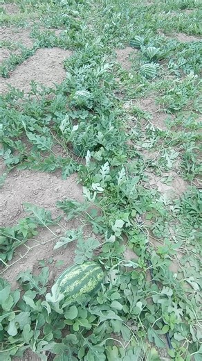 Cuentas recomendadas