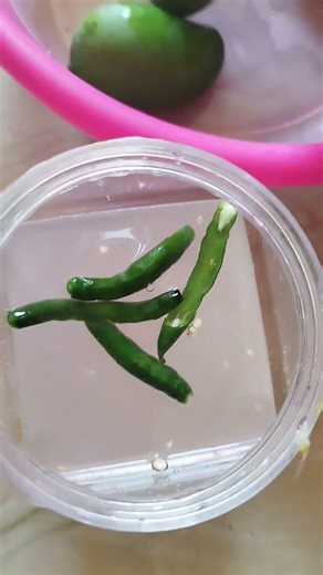 Salted Mango # Healthy Mango Pickle