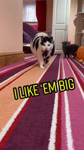 Chonky Cat Meme: I Like 'Em Big