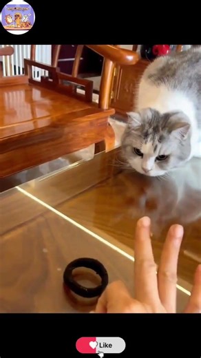 Testing my cat’s concentration... 100% FOCUS