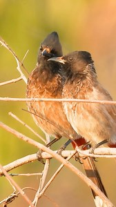 Bulbul Birds (Family: Pycnonotidae) 👇 Bulbuls are the cheerful voices of gardens and forests, always present, always singing. With their soft plumage, expressive crests, and bright eyes, they bring warmth and movement wherever they go. Whether perched on wires or hopping through shrubs, bulbuls carry an air of friendly curiosity. Their songs are a lively mix of whistles, chirps, and bubbling notes that often greet the morning sun. Social by nature, they travel in pairs or small groups, feeding 