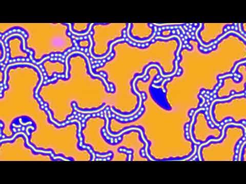 reaction diffusion experiment pr test 08 prs 385 swirling dots