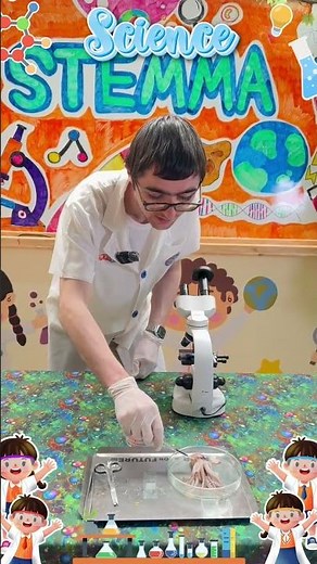 ✨ Science Lab Primary Week 3: Squid Dissection 🔬 🦑